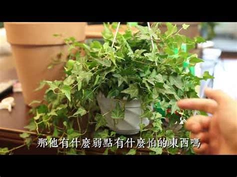 長春藤種植|長春藤種植指南：打造室內綠意天堂的秘訣 